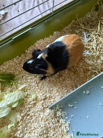 Guinea Pig rodents - Advert 8