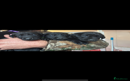 Labrador Retriever dogs for sale: 8 Labrador pups last black female available  - Image 3