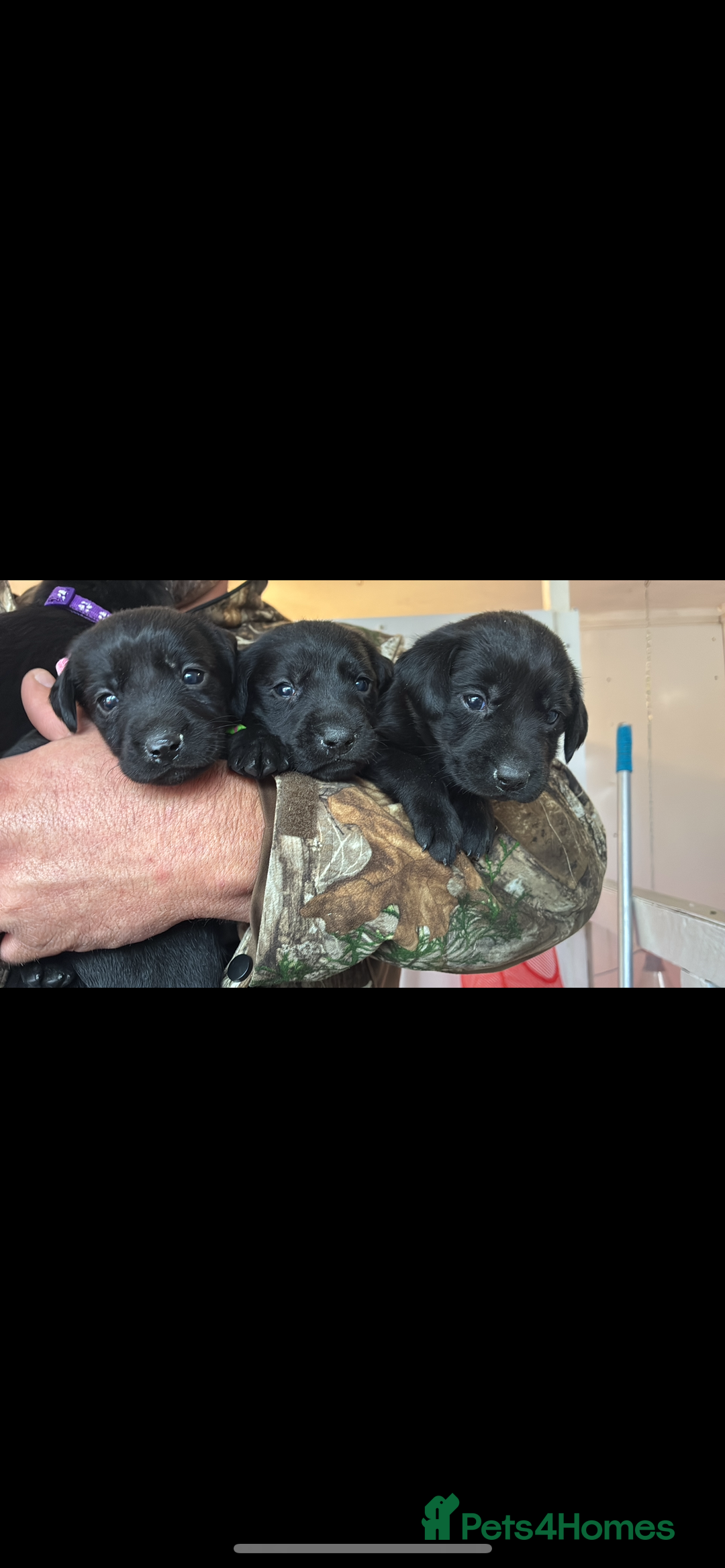 Labrador Retriever dogs for sale: 8 Labrador pups last black female available  - Image 3