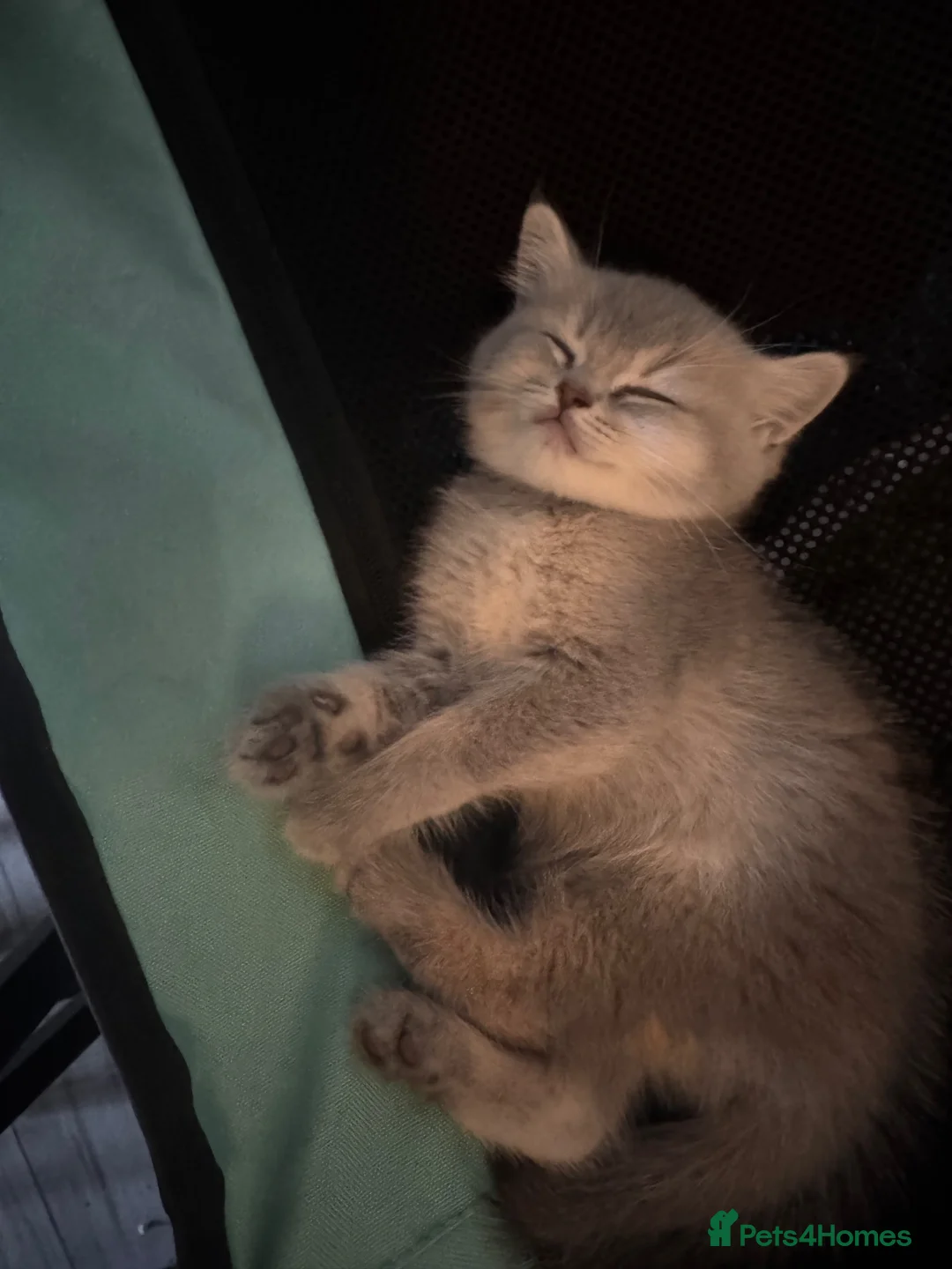 Scottish Fold cats for sale: Scottish straight kittens❤️ - Advert 11