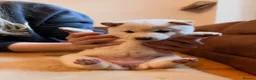 Japanese Shiba Inu dogs for sale: Kennel club registered Shiba Inu puppies  - Advert 37