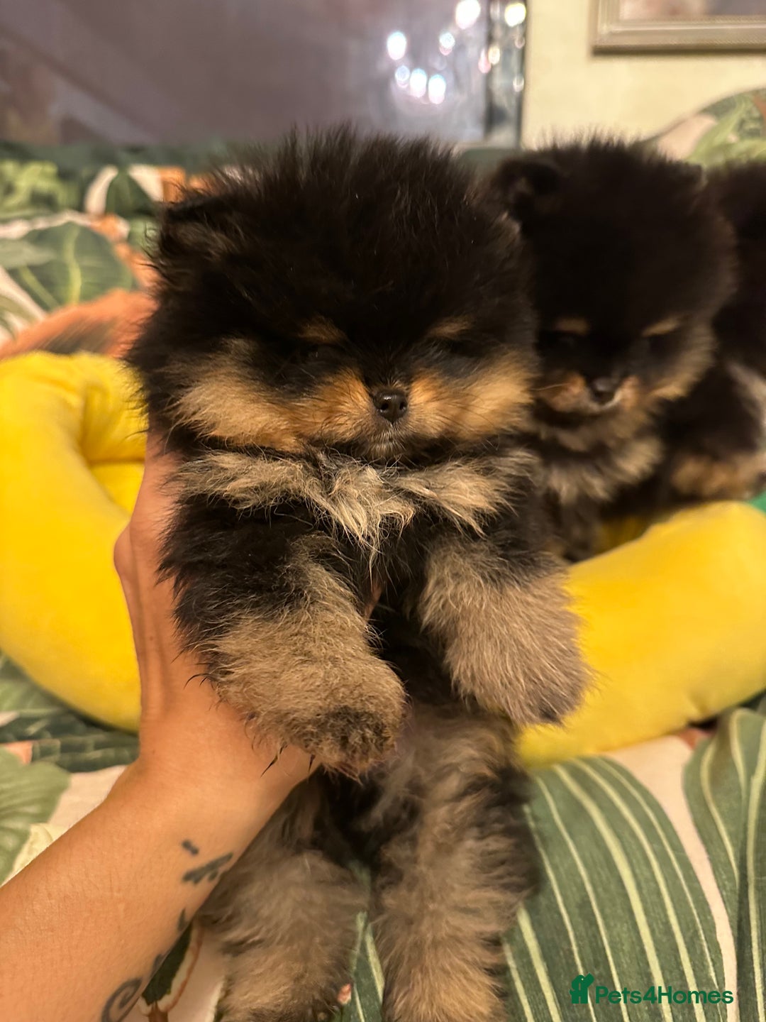 Pomeranian dogs for sale: 🏆The best you can get Russian Taiwan bloodlines - Image 11