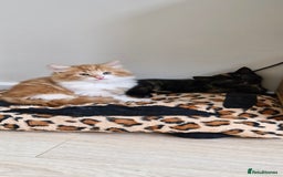 Mixed Breed cats for sale: Adorable kittens  - Image 21
