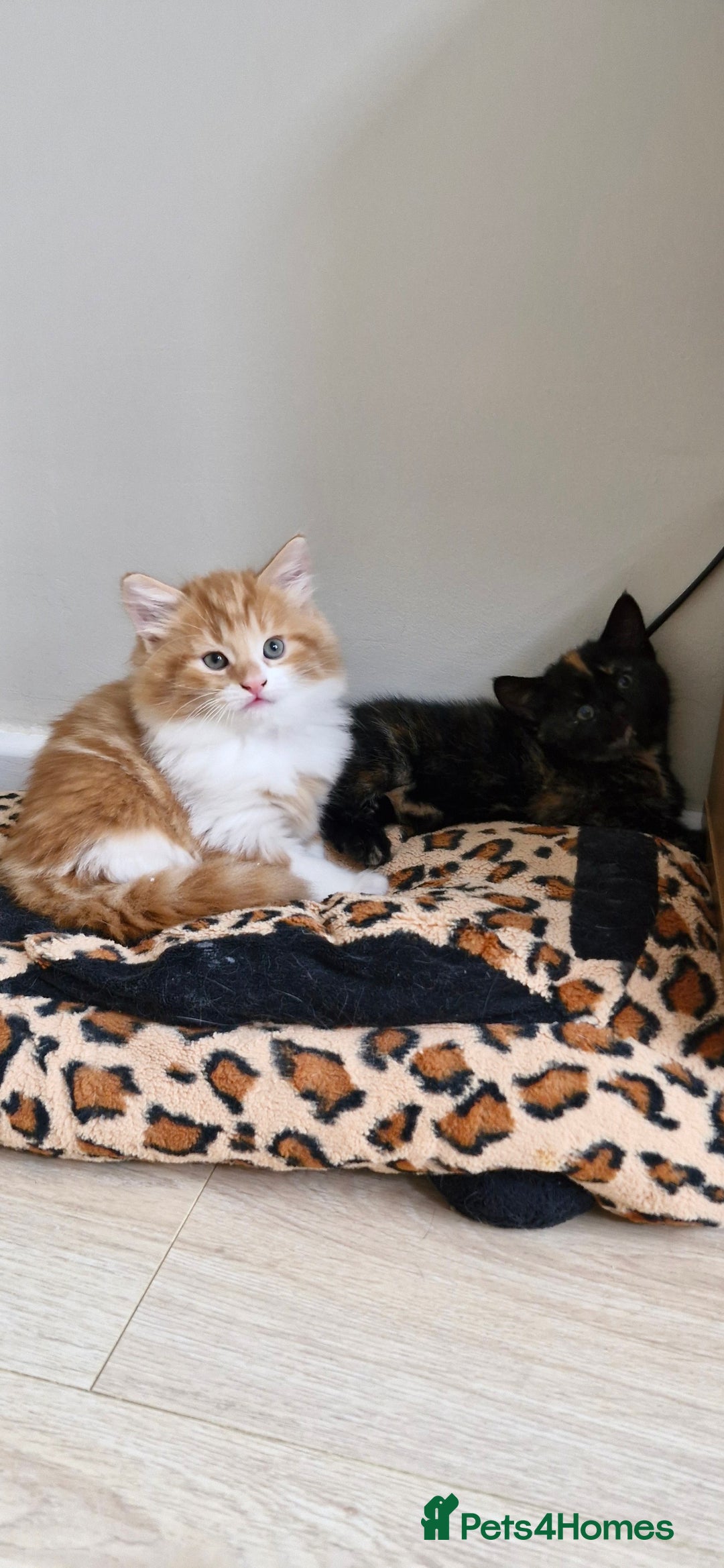 Mixed Breed cats for sale: Adorable kittens  - Image 21