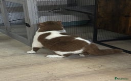 British Shorthair cats for stud: Tica reg Cinnamon bi colour stud  - Advert 3