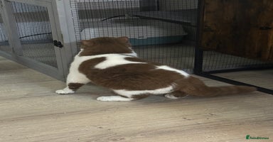 British Shorthair cats Tica reg Cinnamon bi colour stud  - Advert 1