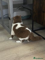 British Shorthair cats Tica reg Cinnamon bi colour stud - Advert 8