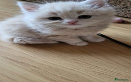 Siberian cats for sale: 9 beautiful Siberian kittens  - Image 6