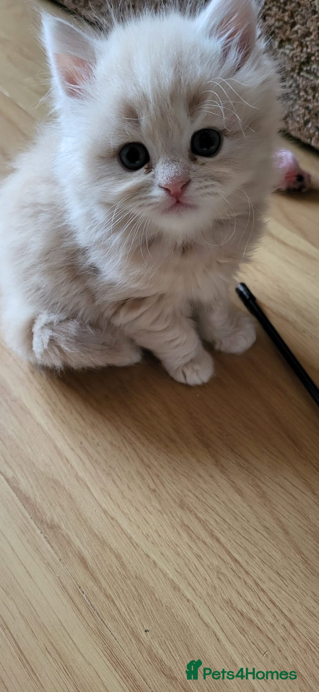 Siberian cats for sale: 9 beautiful Siberian kittens  - Image 6