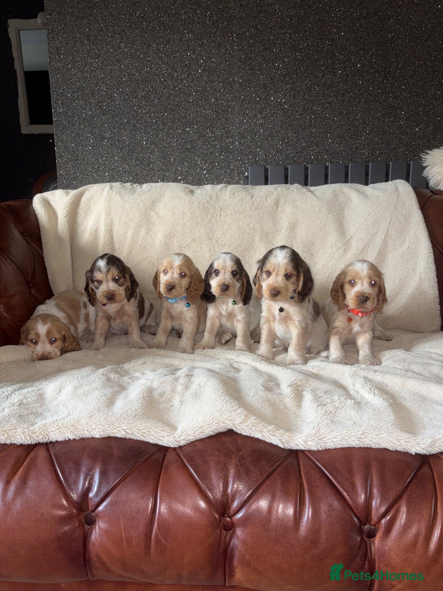 Cocker Spaniel dogs KC Registered Show Cockerspaniel Puppy - Advert 1