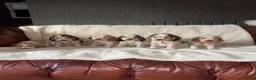Cocker Spaniel dogs for sale: KC Registered Show Cockerspaniel Puppy in Morecambe - Advert 1