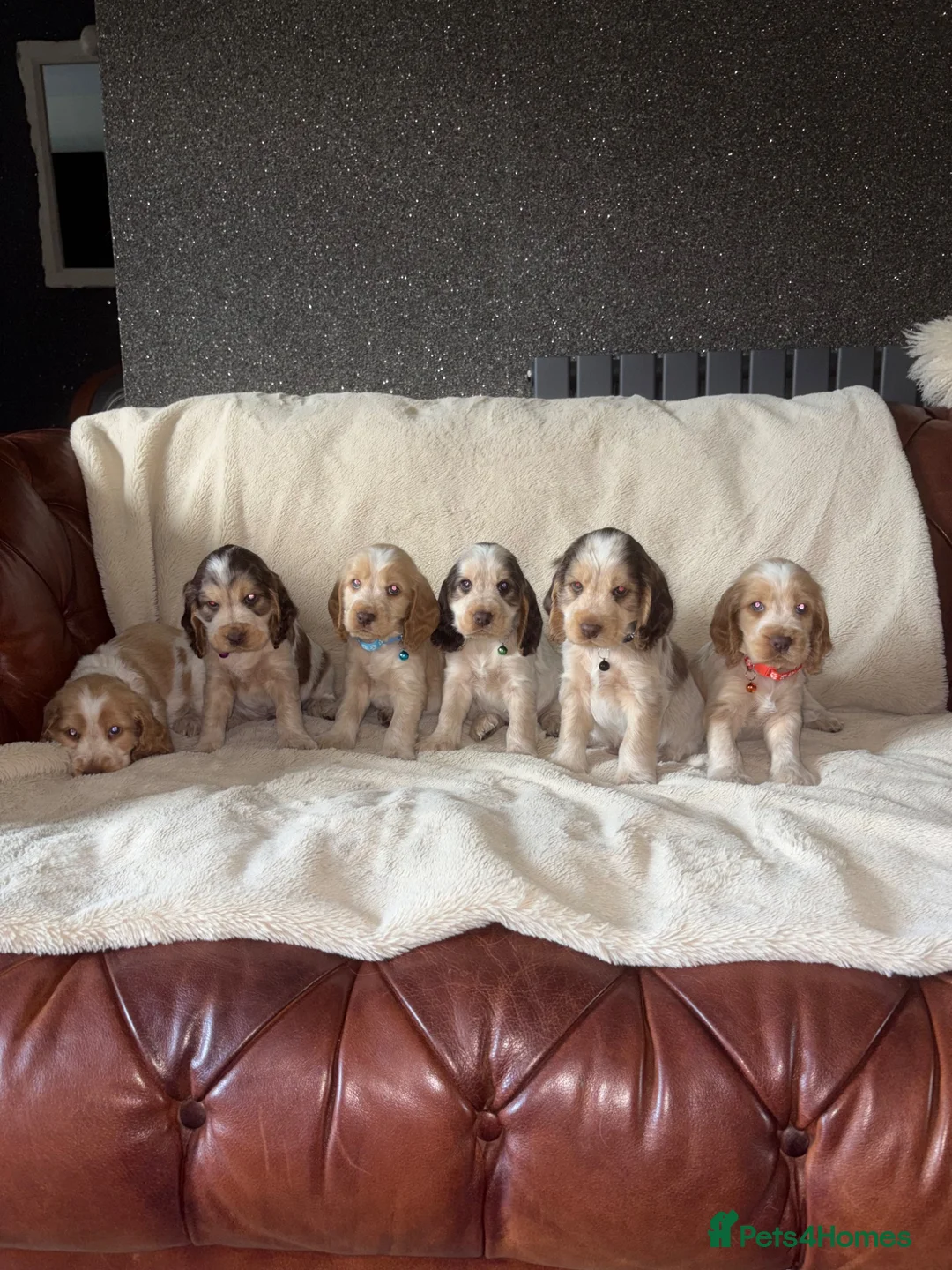 Cocker Spaniel dogs for sale: KC Registered Show Cockerspaniel Puppy in Morecambe - Advert 1