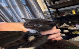Ragdoll cats for sale: Tuxedo ragdolls kittens - Image 5