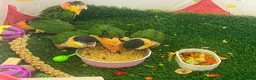 Parrots birds for sale: Baby black headed and yellow thighed caiques  - Advert 6
