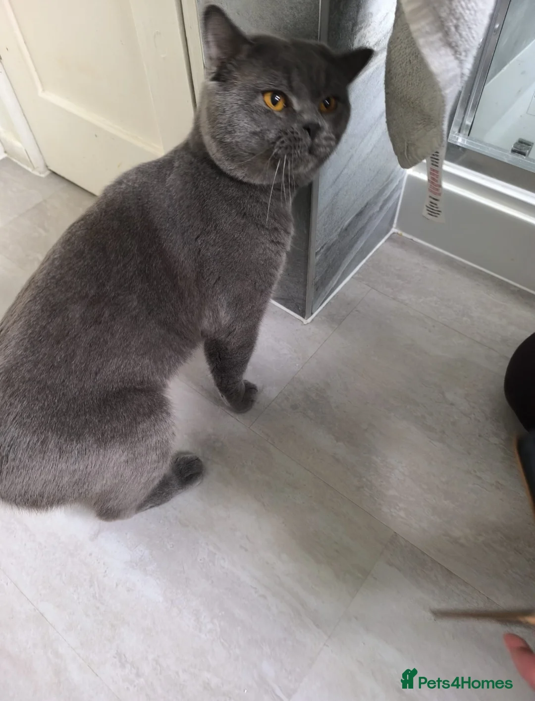 British Shorthair cats for stud: BSH blue for stud - Advert 2