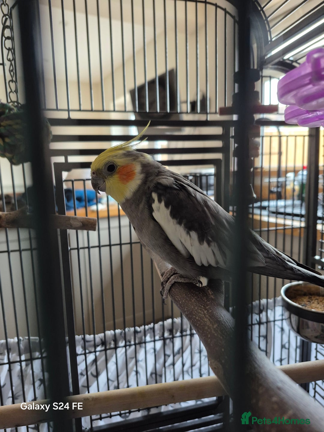 Cockatiels birds for sale: Male cockatiel - Image 1