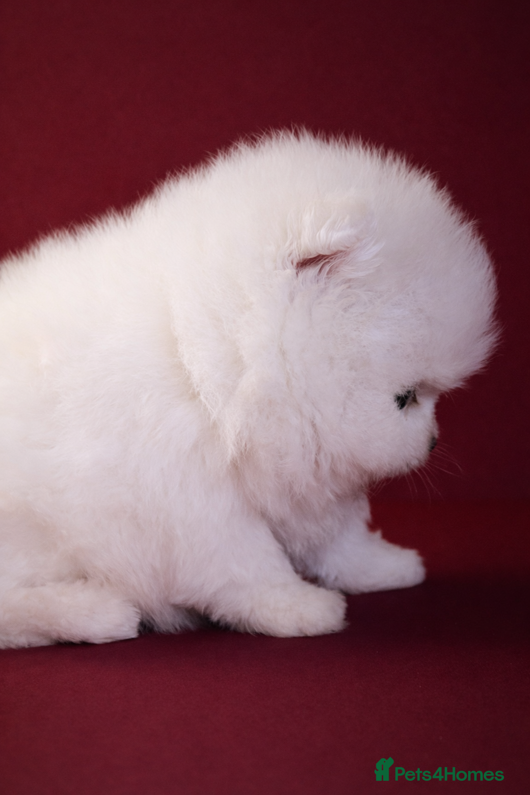 Pomeranian dogs for sale: KC Registered, Teddy bear face , tiny Pomeranians  - Advert 6