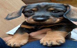 Dachshund dogs for sale: Wire Haired Dachshund 'Teckel' puppies for sale - Image 4