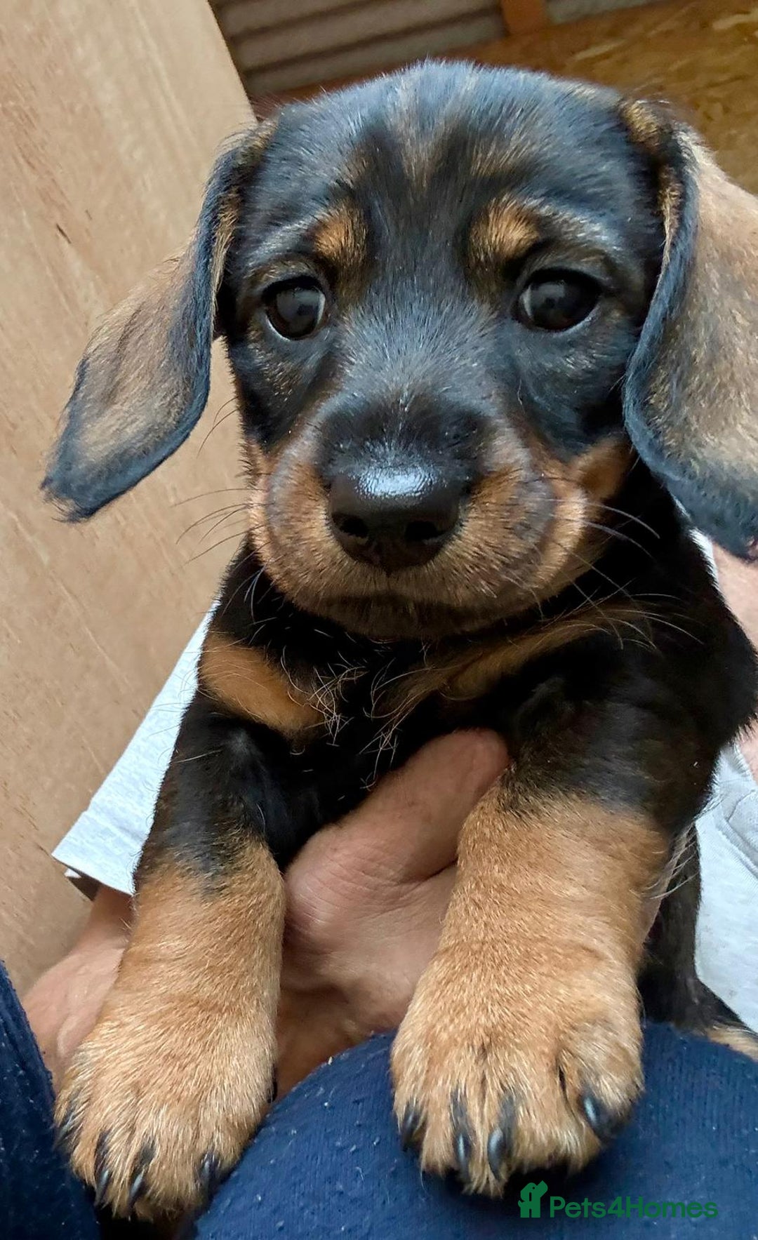 Dachshund dogs for sale: Wire Haired Dachshund 'Teckel' puppies for sale - Image 4