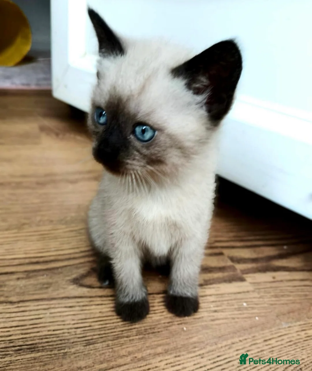 Mixed Breed cats for sale: Beautiful White Kitte Ragdoll (8 Weeks Old in Peterborough - Advert 2