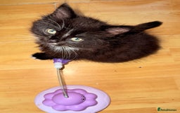 Mixed Breed cats for sale: 5 Beautiful Black & White Kittens Available  - Image 17