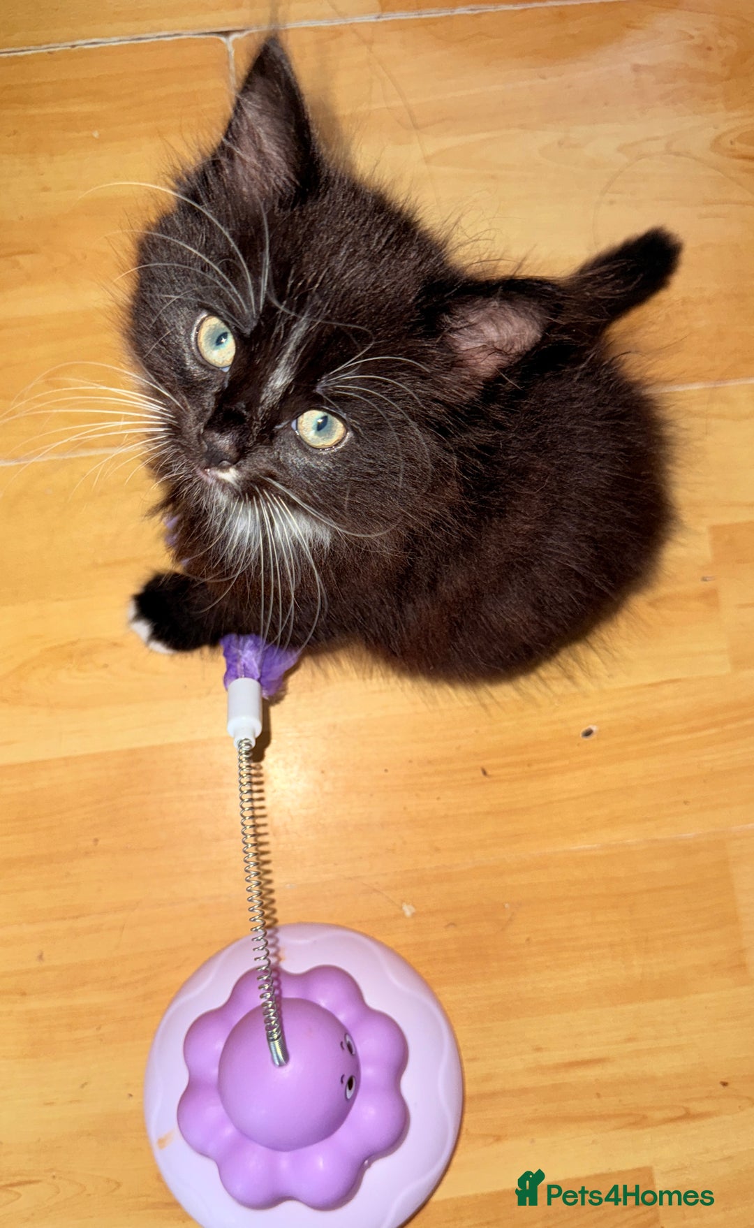 Mixed Breed cats for sale: 5 Beautiful Black & White Kittens Available  - Image 17