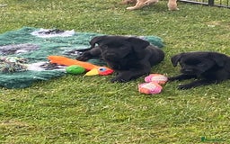 Labrador Retriever dogs for sale: Yellow and black Labrador puppies in Whitchurch - Image 6
