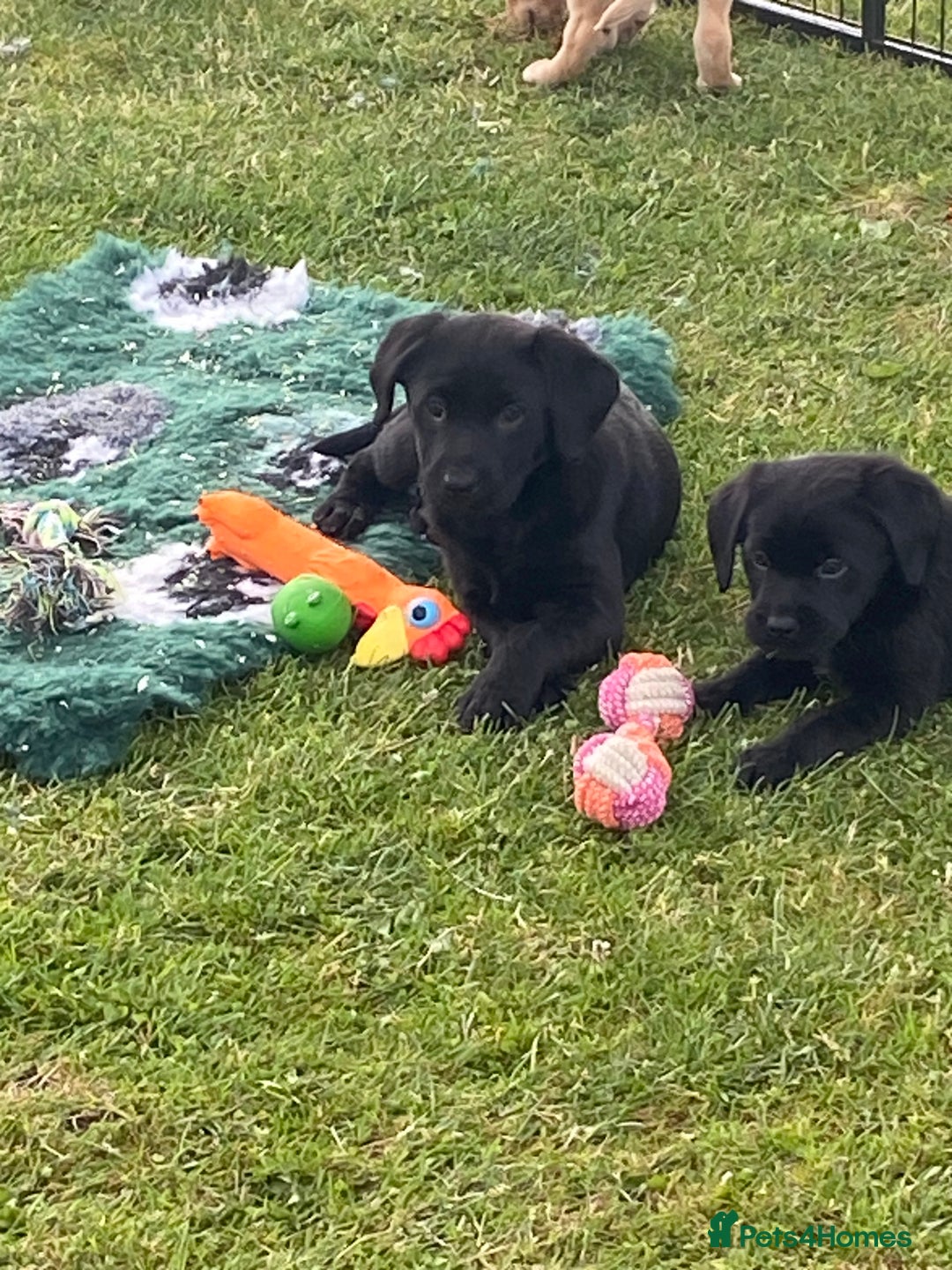 Labrador Retriever dogs for sale: Yellow and black Labrador puppies in Whitchurch - Image 6