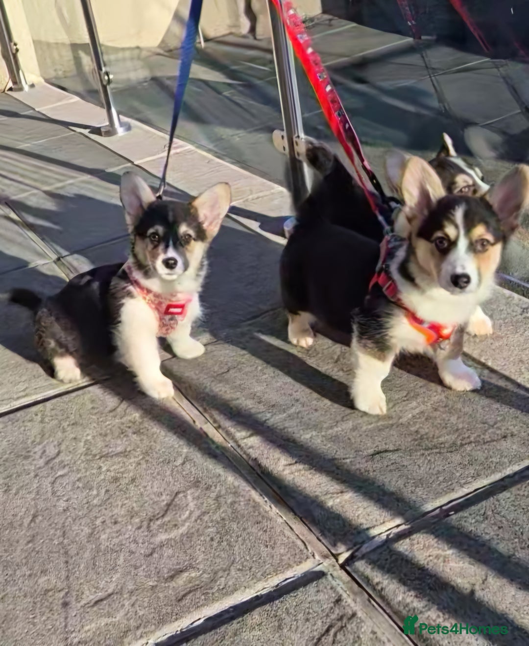 Welsh Corgi Pembroke dogs for sale: Kc reg 2 girls remaining bob & longtail - Advert 25