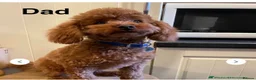 Cavapoo dogs for sale: Archie  - Advert 3