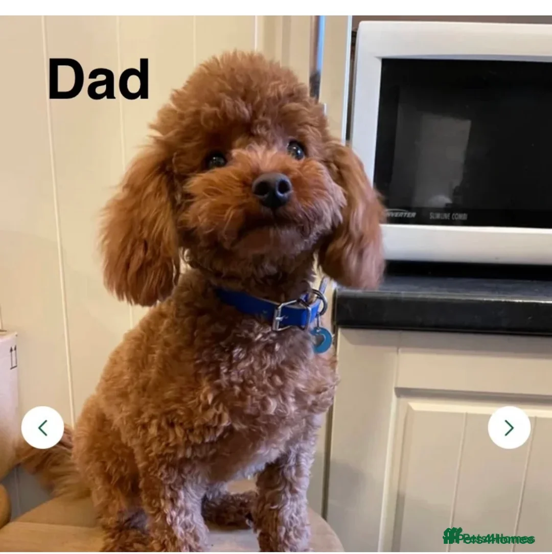 Cavapoo dogs for sale: Archie  - Advert 3
