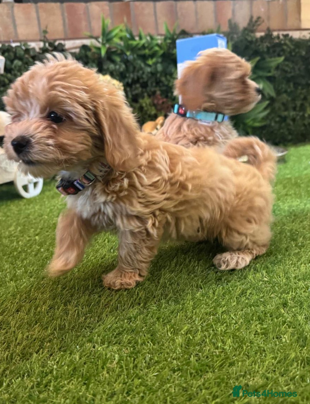 Maltipoo dogs for sale: Beautiful Korean Maltipoo Puppies–3 Girls &2 Boys  - Advert 10