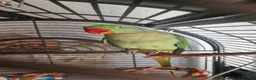 Parrots birds for sale: Boba the alexandrine in Nottingham - Advert 6
