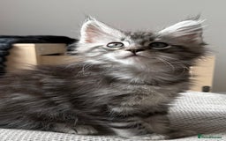 Maine Coon cats for sale: READY TO LEAVE  in Brighouse - Image 15