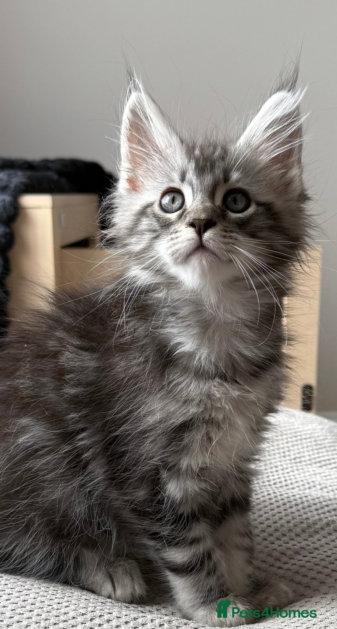 Maine Coon cats for sale: READY TO LEAVE  in Brighouse - Image 15