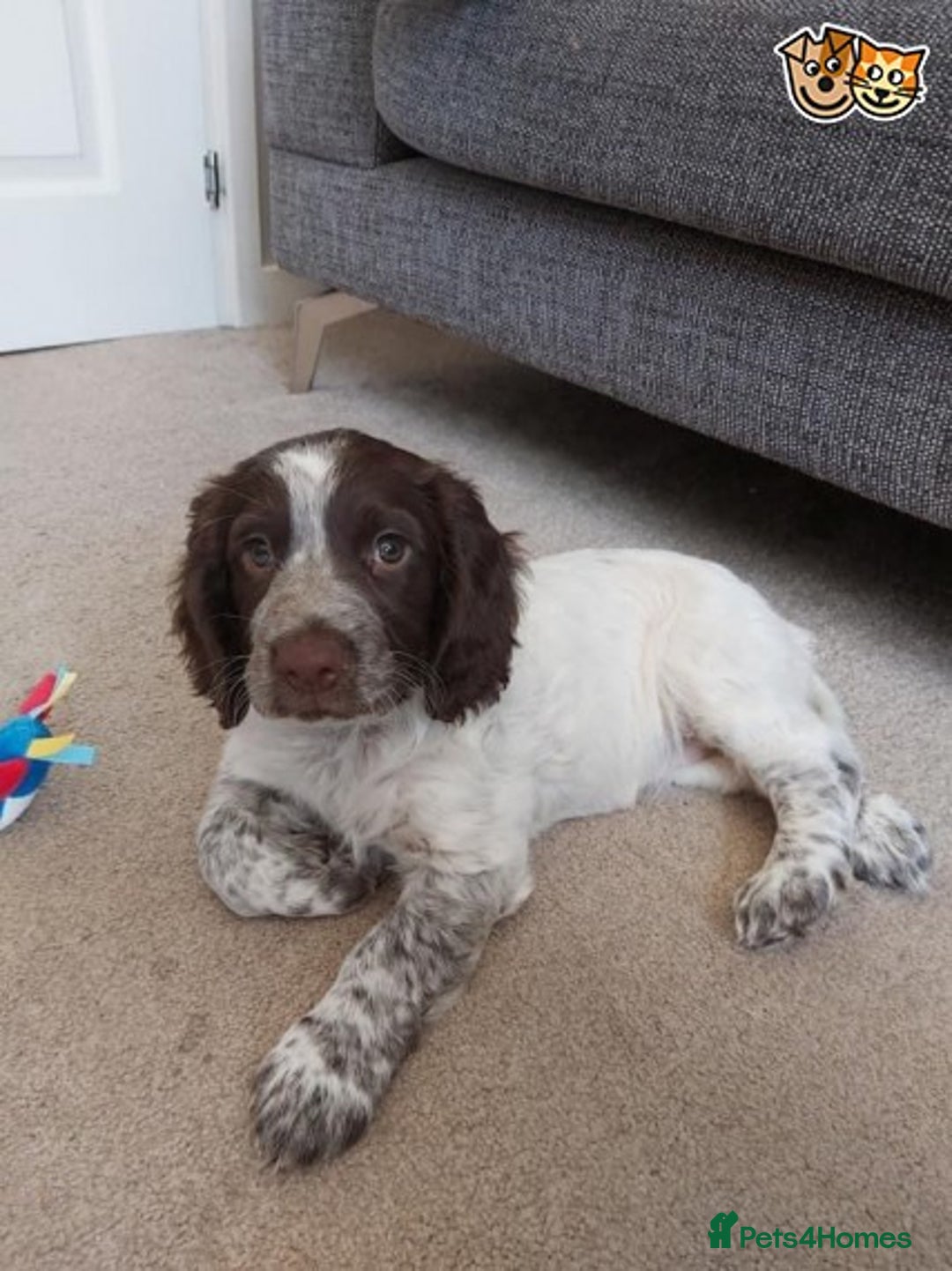 Cocker Spaniel dogs for stud: AT STUD PROVEN CHOC ROAN COCKER KC REG in Gateshead - Advert 5