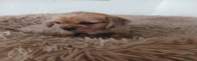 Mixed Breed 3