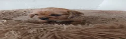 Mixed Breed dogs for sale: 4 Playful Schweenie's  in Maesteg - Advert 3