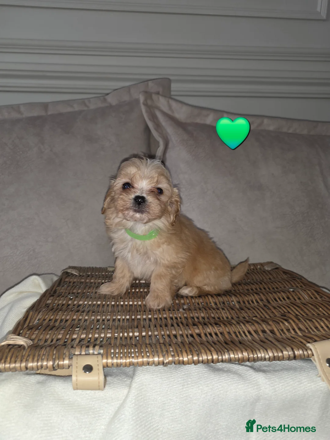 Maltipoo dogs for sale: Five gorgeous multi-poo puppies 3boys 2 girls - Advert 5