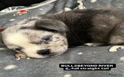 Olde English Bulldogge dogs for sale: MAMMUT OLDE ENGLISH BULLDOGS - Image 4