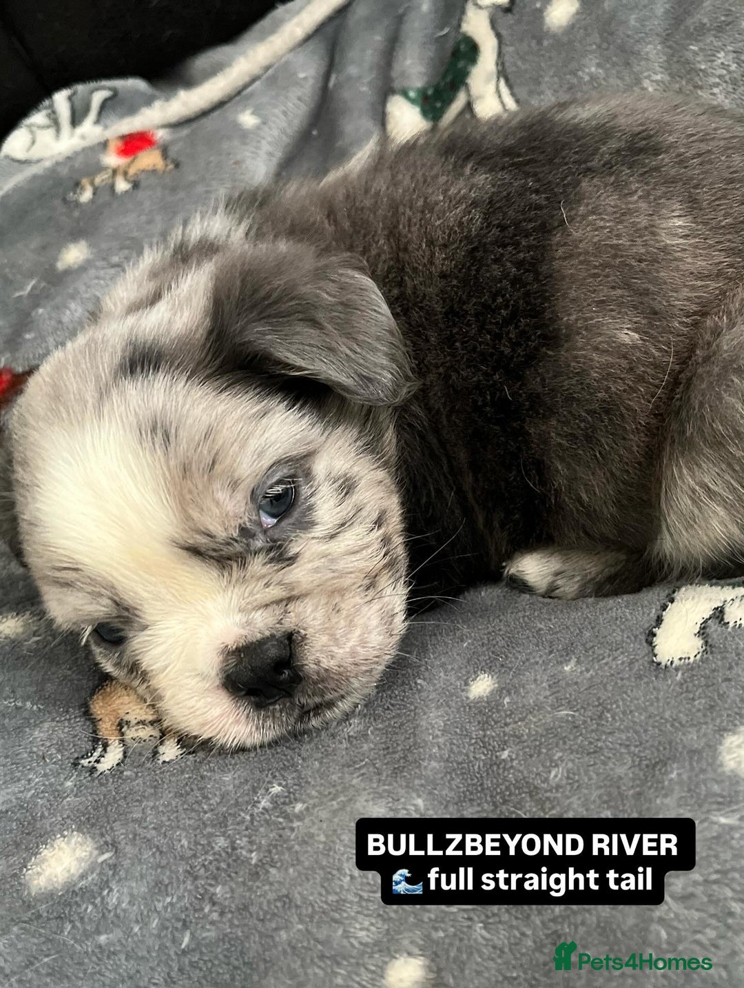 Olde English Bulldogge dogs for sale: MAMMUT OLDE ENGLISH BULLDOGS - Image 4