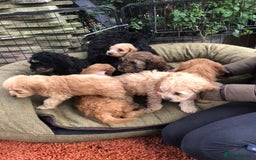 Cockapoo dogs for sale: Beautiful cockapoo f1 puppies - Image 4