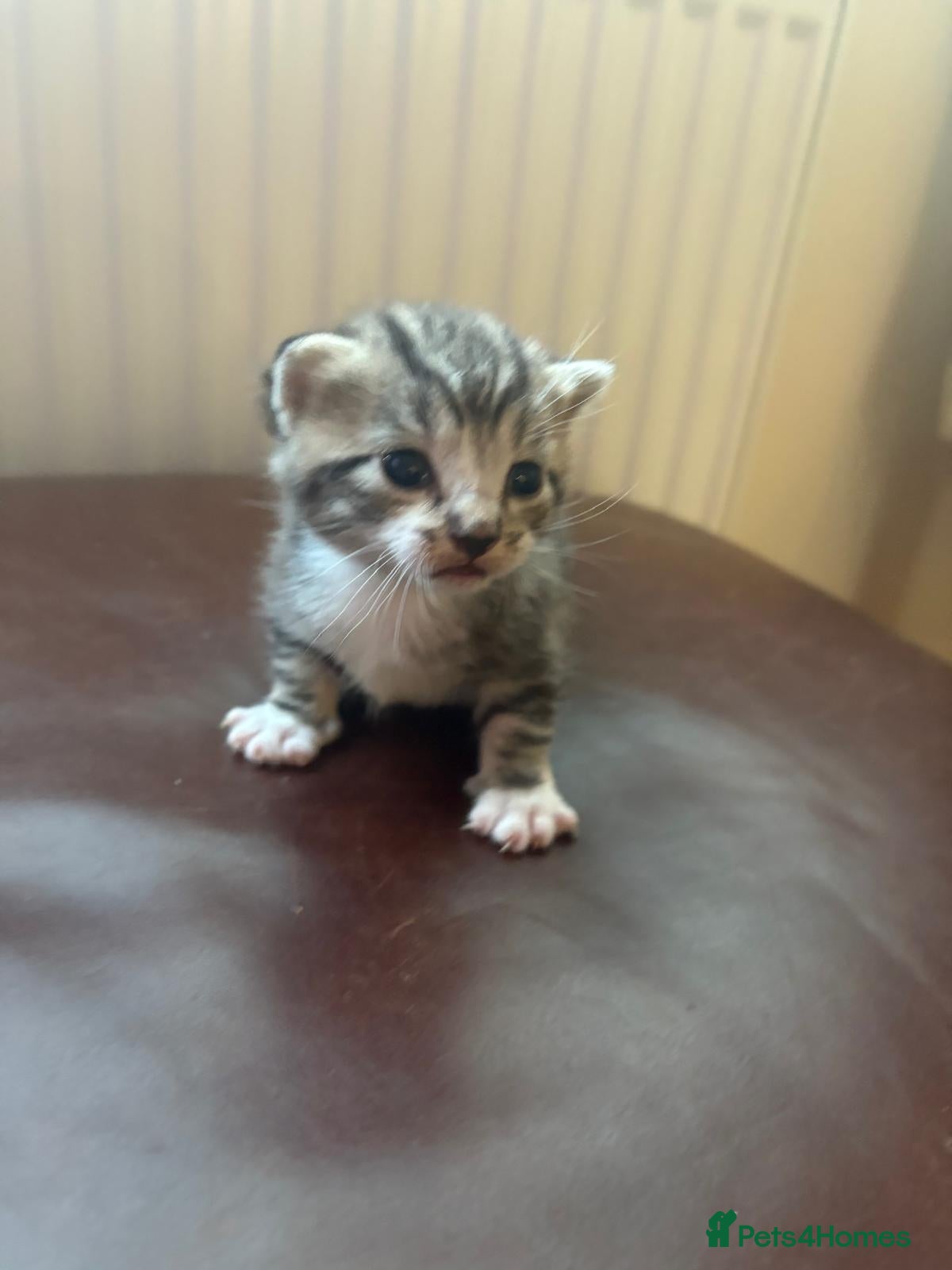 Mixed Breed cats Only 2 kittens available  - Advert 2