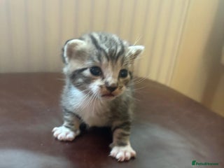 Mixed Breed cats Only 2 kittens available - Advert 4