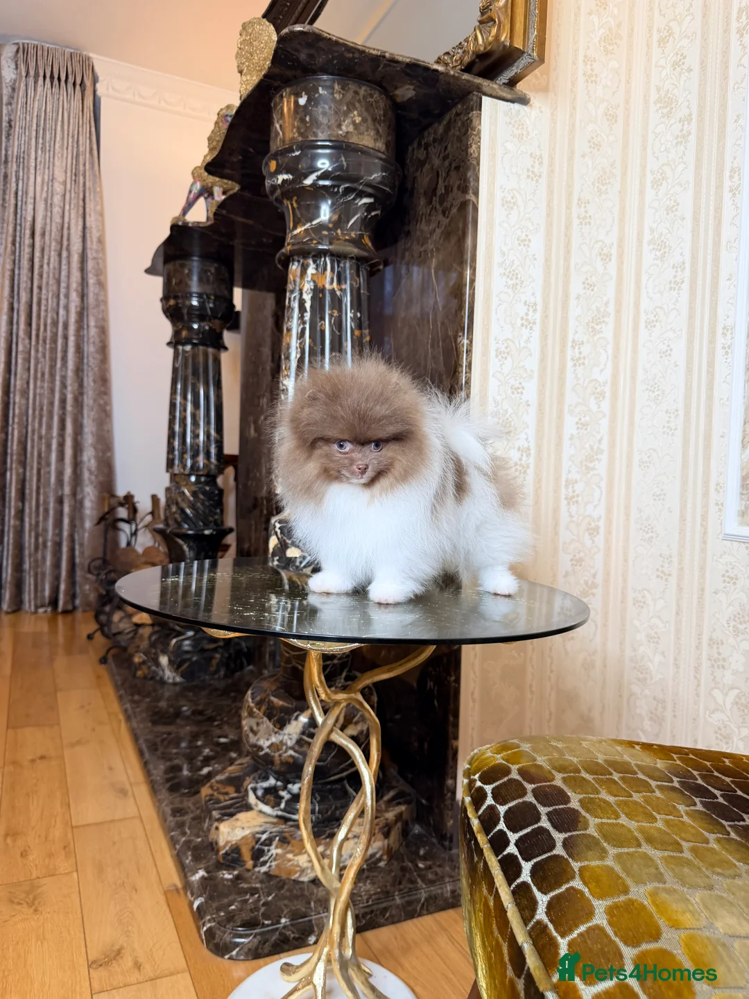 Pomeranian dogs for sale: Cute Pomeranian Boys and Girls  - Advert 29