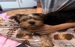 Yorkshire Terrier dogs for sale: Adorable Yorkshire Terrier girl puppies  - Image 8