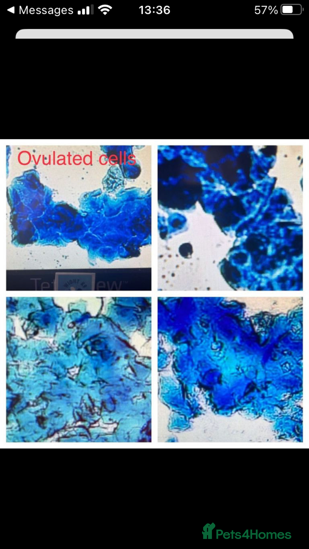 Toy Poodle dogs for stud: Kc Health tested fox red Toy poodle for stud - Advert 30