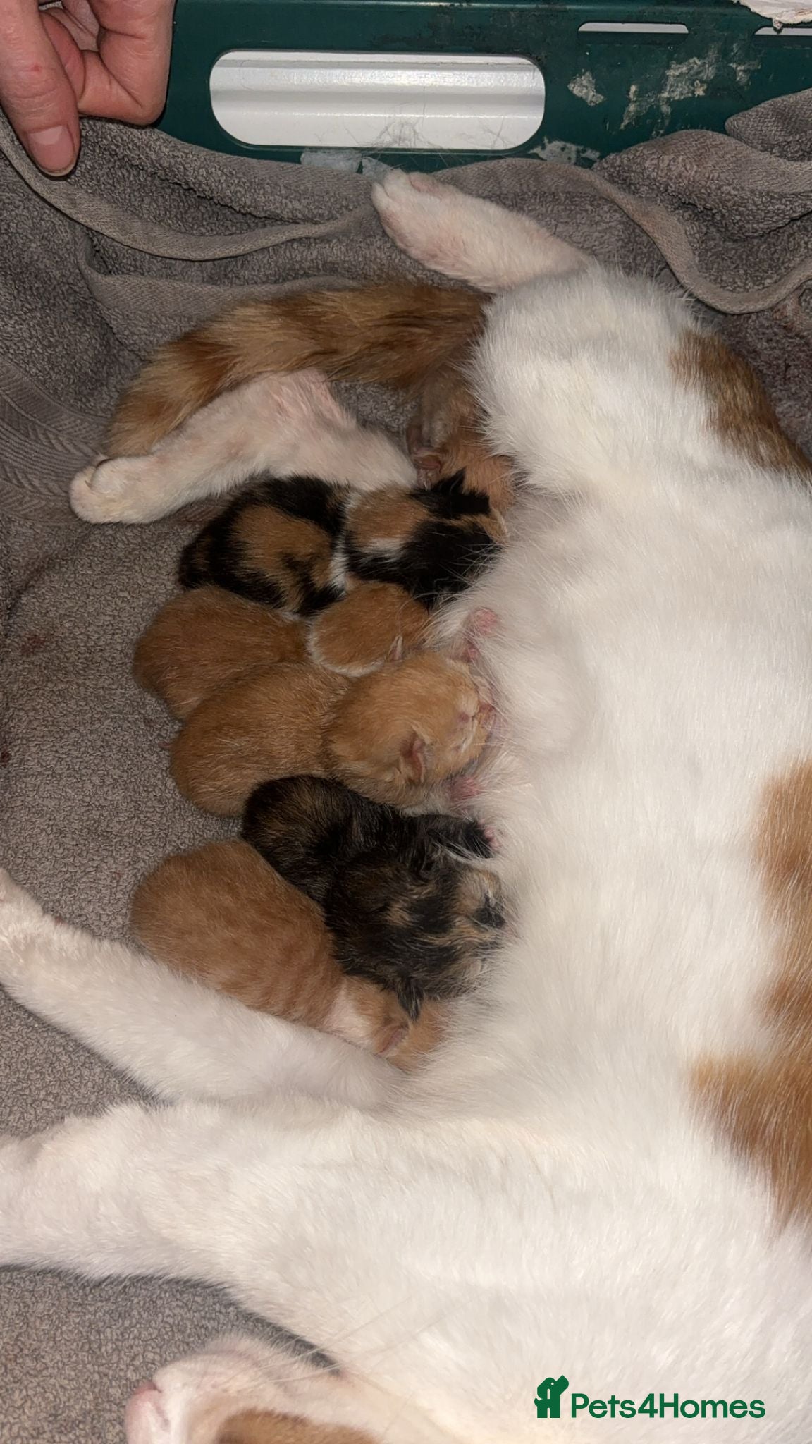 Mixed Breed cats 2 loving kittens  - Advert 1