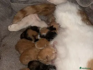 Mixed Breed cats 1 boy loving kitten - Advert 13