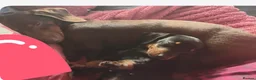 Dachshund dogs for sale: Dachshund puppies  - Advert 1